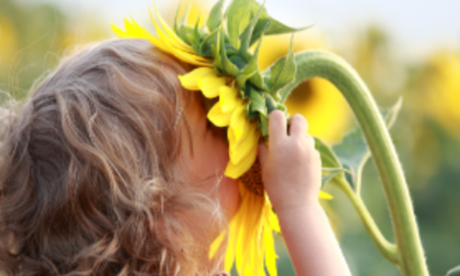 Ein Kind riecht an einer Sonnenblume